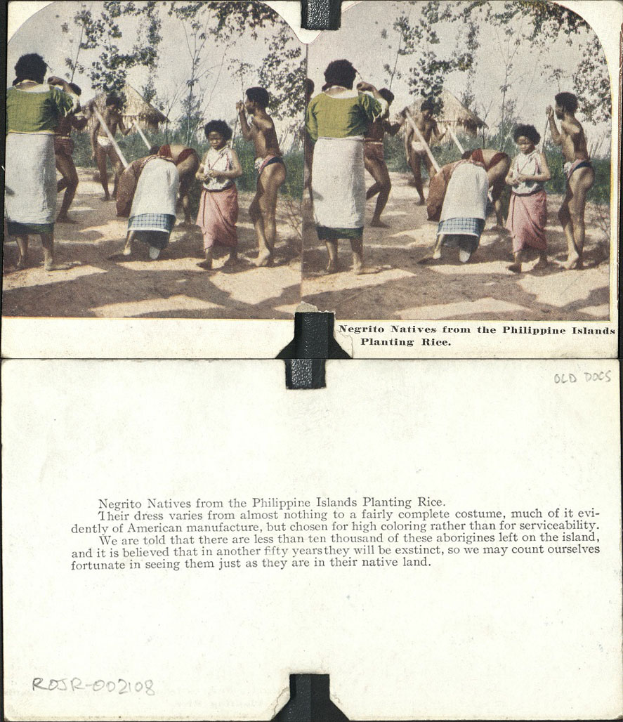 Negrito Natives from the Philippine Islands Planting Rice.